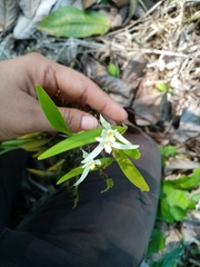 Nidema