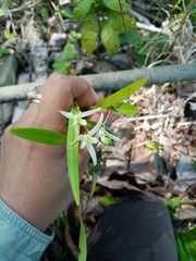 Nidema