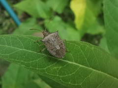 Euschistus quadrator