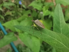 Euschistus quadrator