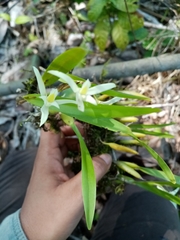 Nidema