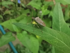 Euschistus quadrator