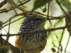 Drymophila striaticeps