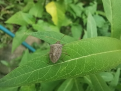 Euschistus quadrator