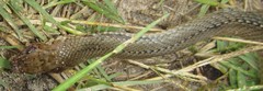 Psammophis mossambicus
