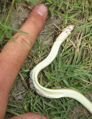 Psammophis mossambicus