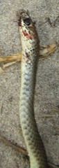 Psammophis mossambicus