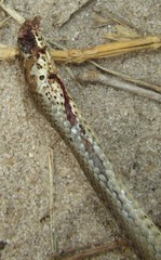 Psammophis mossambicus