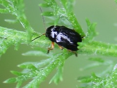 Cryptocephalus ocellatus