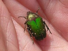 Leucocelis viridissima