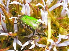 Leucocelis viridissima