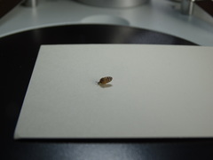 Pupilloidea