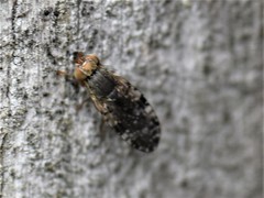 Tephritis vespertina