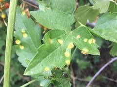 Puccinia recondita