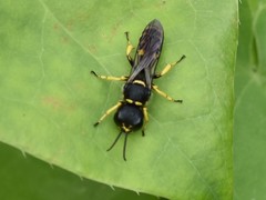 Ectemnius cephalotes