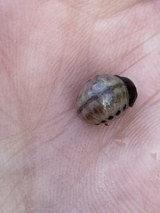 Chelymorpha cassidea