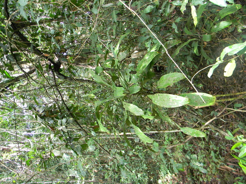 Dracaena bicolor (Dracaena bicolor)