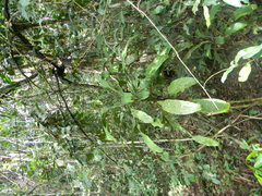 Dracaena bicolor
