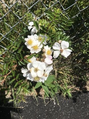 Rosaceae