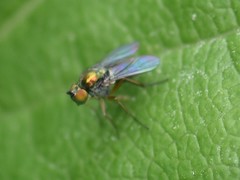 Chrysotus neglectus