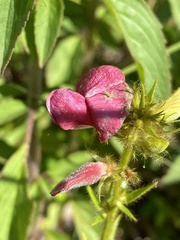 Tephrosia onobrychoides