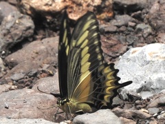 Heraclides ornythion