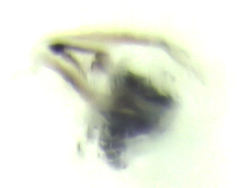 Austropsocus viridis