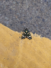 Callimorpha dominula