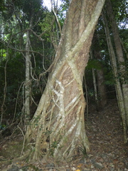 Ficus watkinsiana