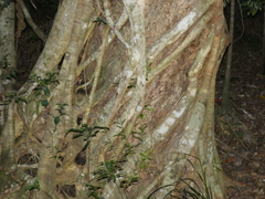 Ficus watkinsiana