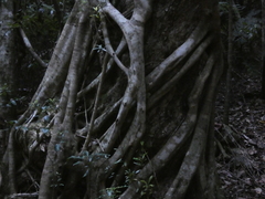 Ficus watkinsiana