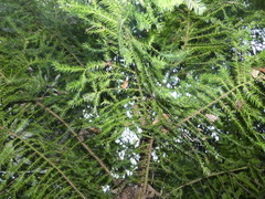 Araucaria cunninghamii