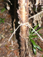 Araucaria cunninghamii