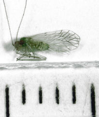 Austropsocus viridis