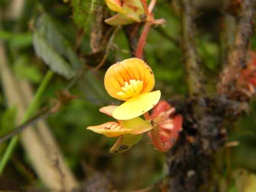 Begonia hirsutula