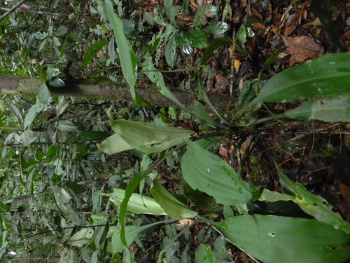 Dracaena bicolor image