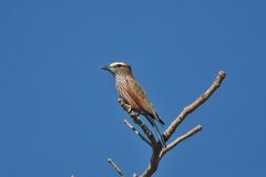 Coracias naevius mosambicus