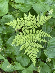 Dryopteris amurensis