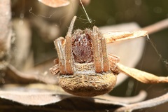 Neoscona rufipalpis
