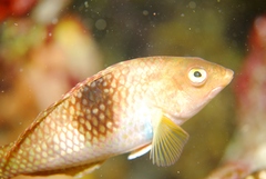 Notolabrus tetricus