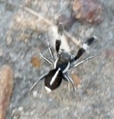 Stegodyphus africanus