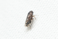 Xestocephalus superbus