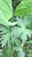Geranium palustre