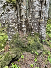 Abies sachalinensis