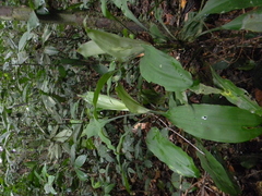 Dracaena bicolor