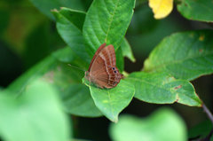 Abisara bifasciata suffusa