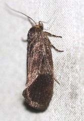 Pycnocera hypoxantha