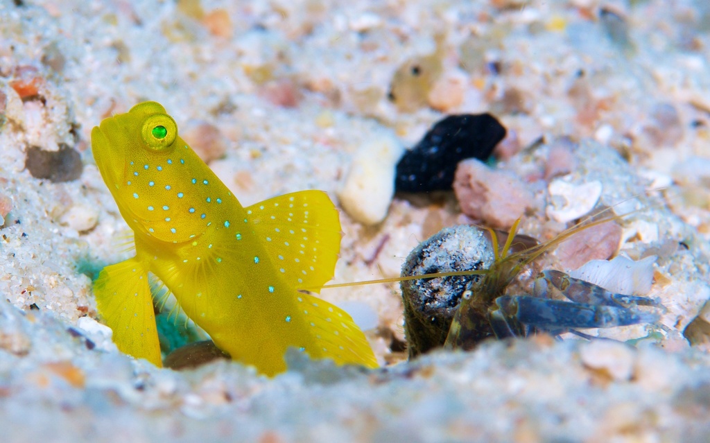 Banded Prawn Goby
