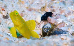 Cryptocentrus cinctus