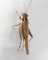 Anaxipha fultoni